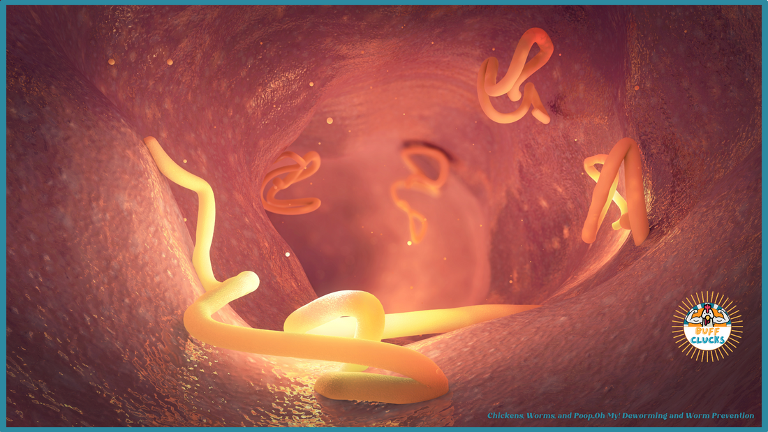 Parasite Worms Inside Backyard Chickens