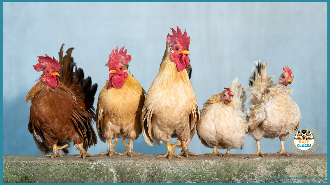 Buff Clucks Are Chickens Smart? The Answer is "Yes"