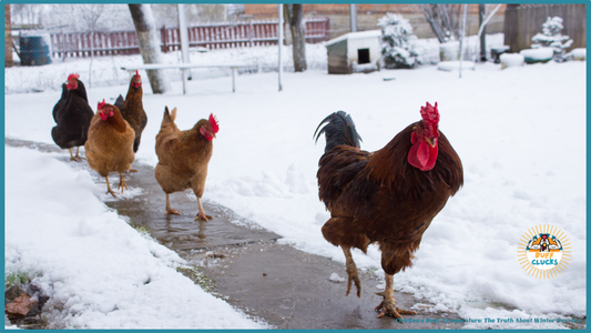 Chicken's Body Temperature: The Truth About Winter Survival