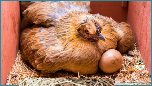 Chicken Breeds: The 5 Best Egg Layers