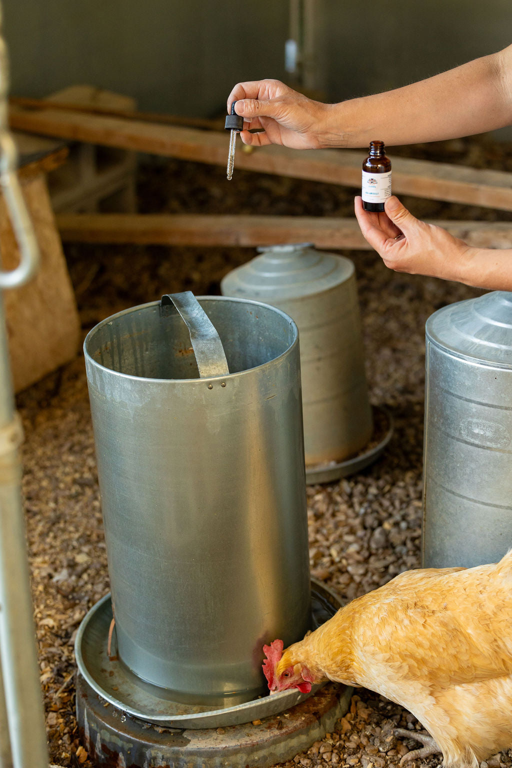 adding aquaboost to chicken water with buff orpington chicken drinking