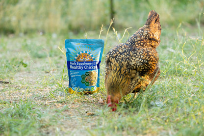 chicken free ranging with buff clucks herb supplement for chickens in background