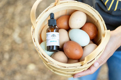 aquaboost laying in basket of chicken eggs