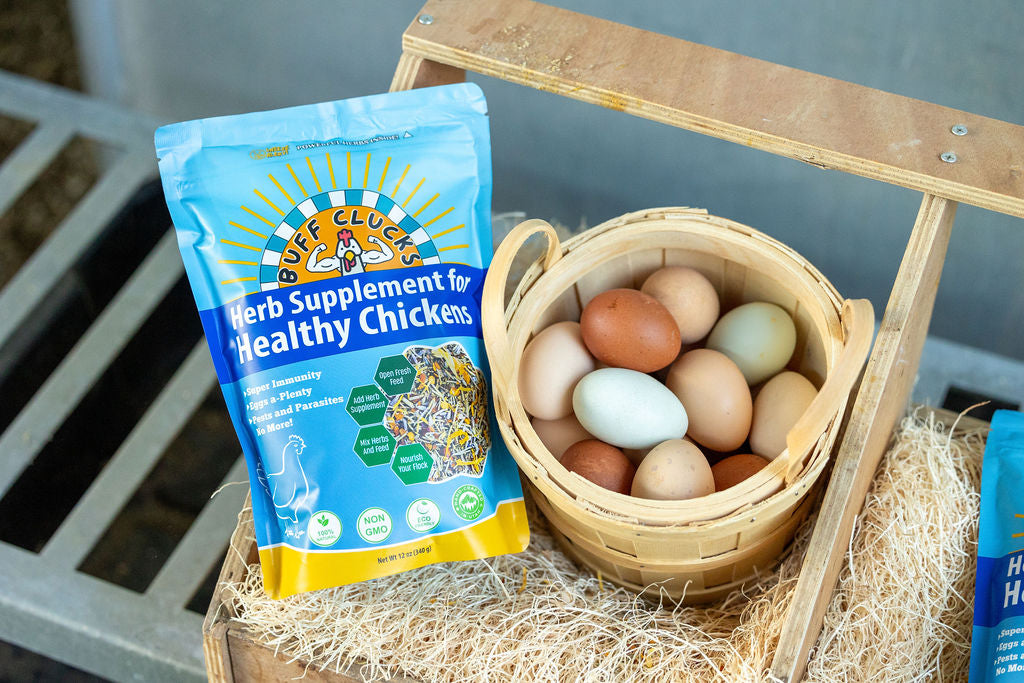 buff clucks herb supplement for chickens in nesting box herbs with basket of chicken eggs