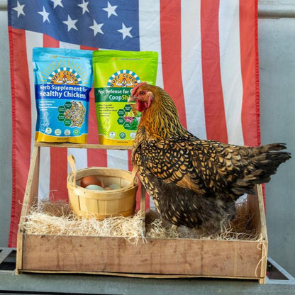 coopshield and herb supplement bundle for backyard chickens with eggs in nesting box and chicken