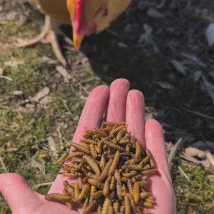 GrubFuel - Black Soldier Fly Larvae